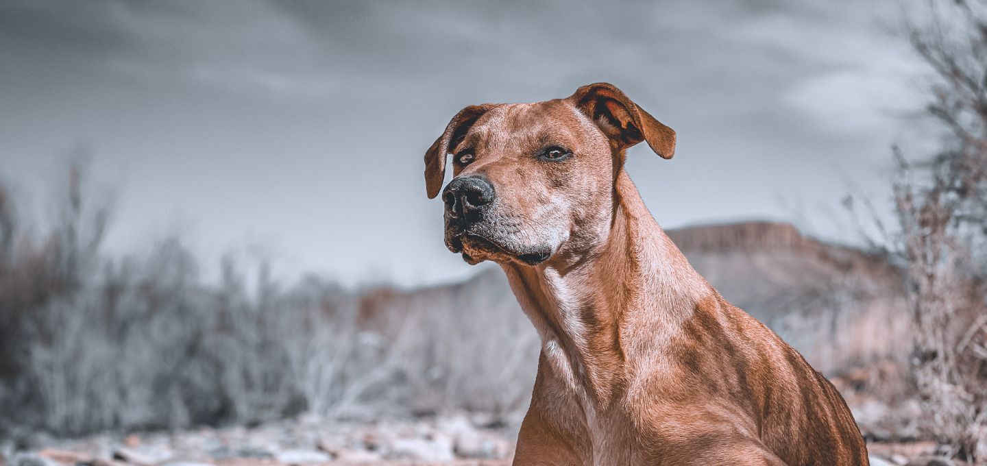 Coolidge Arizona Veterinarians