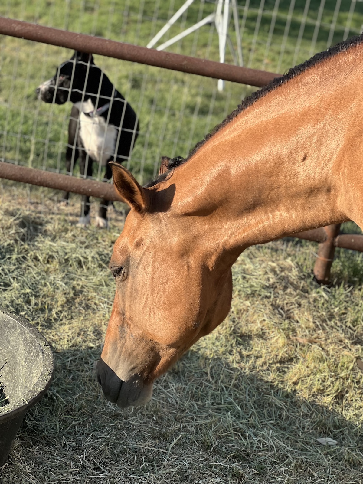 Sophia's Pet 