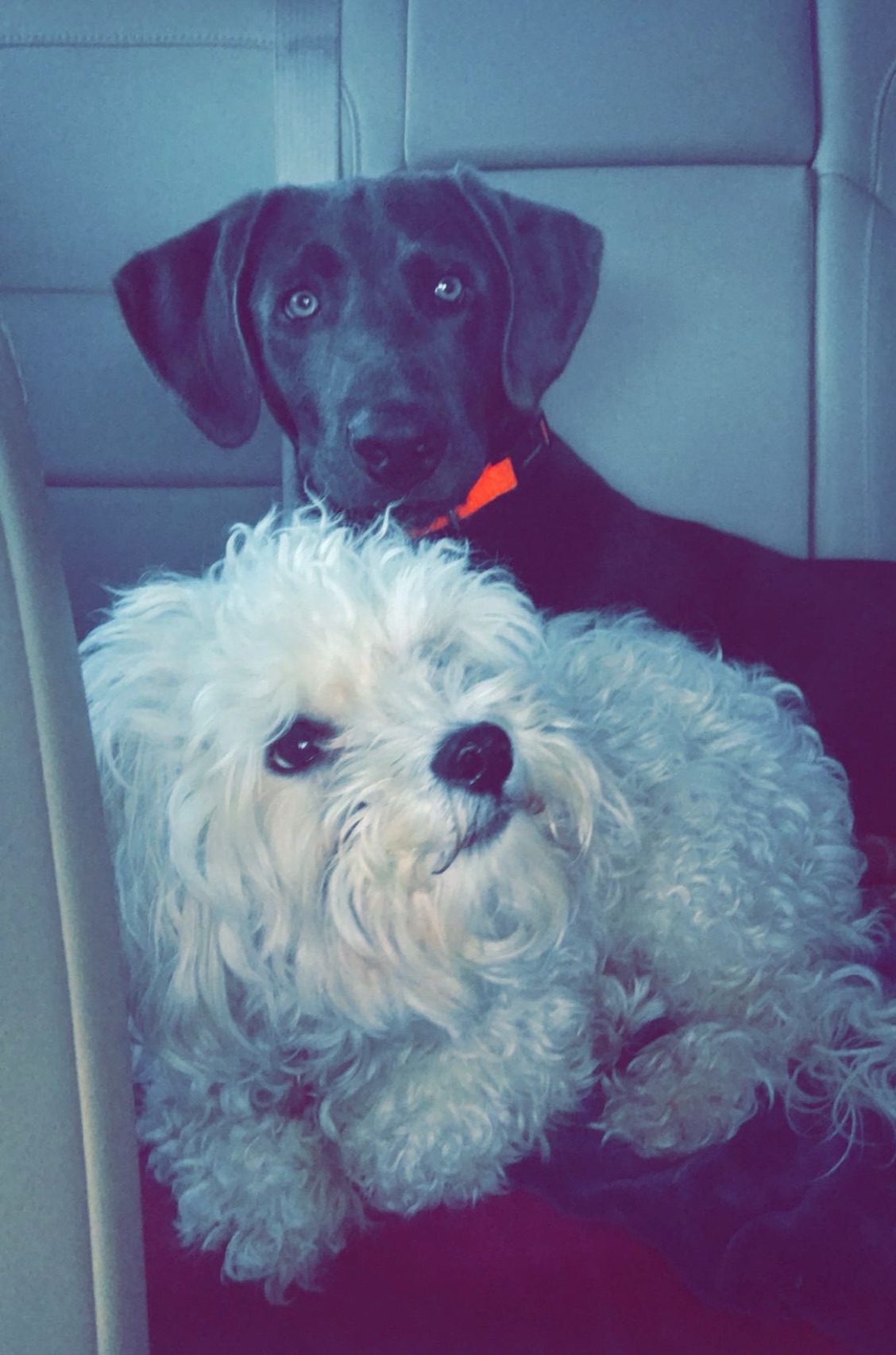 Tiffanie's Dogs 