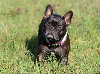 What to Feed a Dog with Diarrhea: A Caring Guide from Coolidge Veterinary Hospital