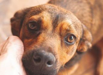 Why Is My Dog Having Diarrhea?