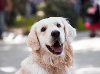 How Frequently Should You Schedule a Dental Cleaning for Your Pet?