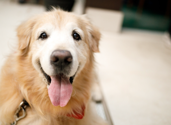 Arthritis Prevention: What Every Pet Owner Should Know