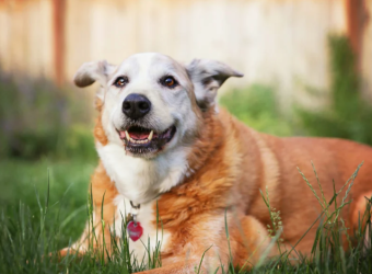 Nutrition Strategies to Protect Joint Health in Aging Pets