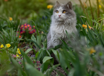 Your Garden: A Safe Haven or a Hidden Hazard for Your Pets?