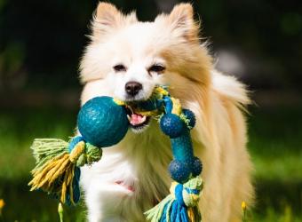 When Play Turns Risky: How to Spot Unsafe Chew Toys for Dogs