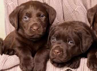 Why Parvo Cases Rise at Certain Times of Year