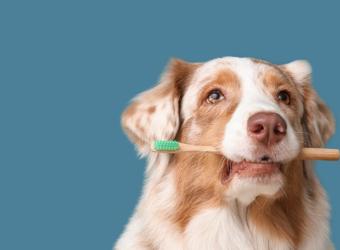 The Overlooked Signs of Dental Disease in Pets