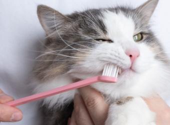 Everyday Dental Care for Lifelong Health