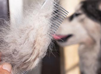 Shedding Season Made Simple: Pet Coat Care Tips for Families in Coolidge