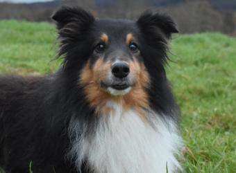 Understanding Seasonal Allergies in Dogs and Cats in Arizona