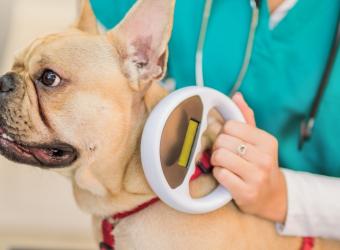 A Simple Appointment with Lifelong Impact: Your Guide to Pet Microchipping