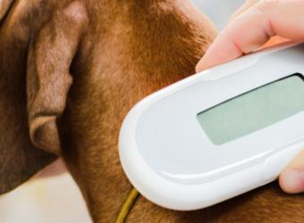 Tiny Chip, Big Safety: When to Microchip Your Puppy or Kitten