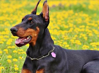Valley Fever in Pets: What Coolidge Pet Owners Need to Know About This Common Arizona Illness