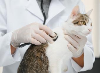 Valley Fever in Pets: A Common Arizona Illness Every Pet Owner Should Recognize