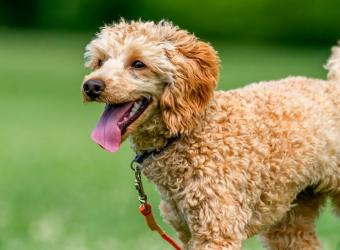 Fireworks, Thunder, and Frightened Pets: A Practical Guide to Reducing Summer Anxiety