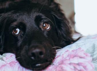 When Pet Anxiety Becomes a Health Concern: Understanding the Signs and Seeking Help