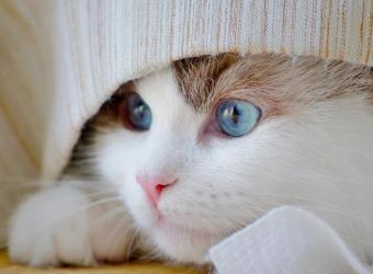 Anxiety in Dogs and Cats: Signs You Should Never Ignore
