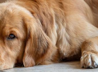 Creating a Calm Home for Your Pet: Practical Ways to Reduce Anxiety and Stress