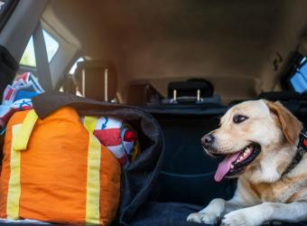 Summer Travel with Pets: Smart Planning for Safer Adventures