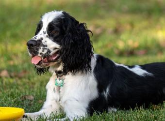 Helping Your Pet Stay Cool: Preventing Heatstroke During Arizona's Hottest Months