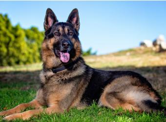 Cooler Mornings, Same Arizona Risks: A Coolidge Pet Owner’s Fall Guide