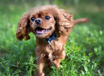 When Should Your Pet Have Bloodwork? A Simple Guide From Puppy to Senior