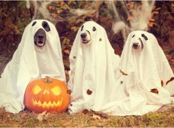 Halloween at Home: Small Choices That Keep Pets Out of Trouble