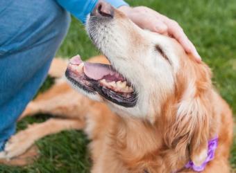 The Quiet Clues of Pet Pain: What Changes Deserve a Closer Look