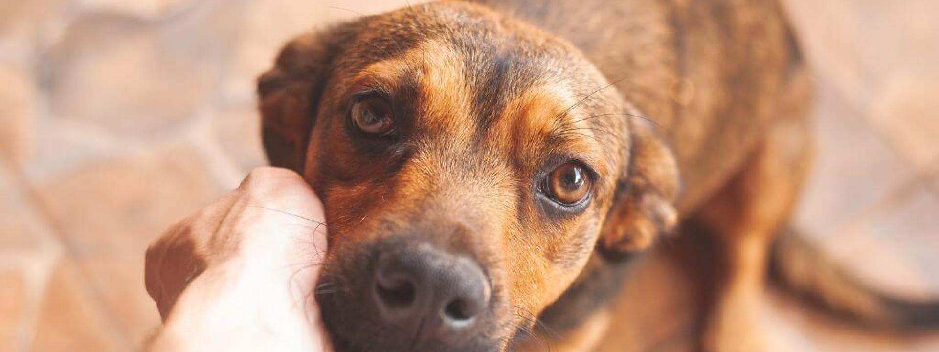 why is my dog having diarrhea header