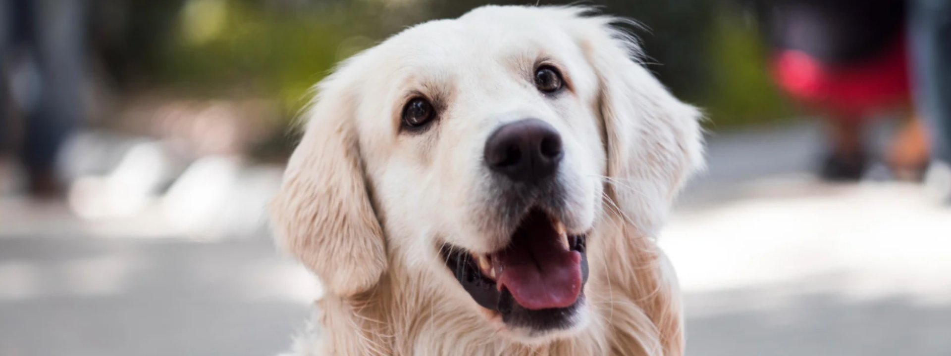 Happy Dog 