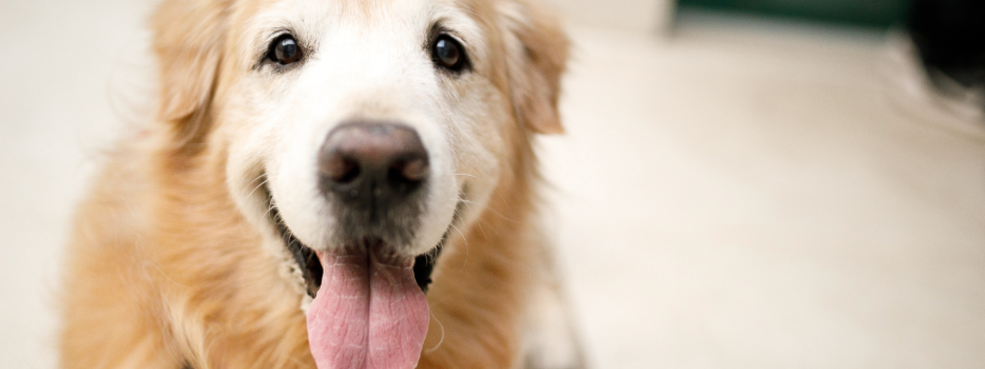 Senior Dog 