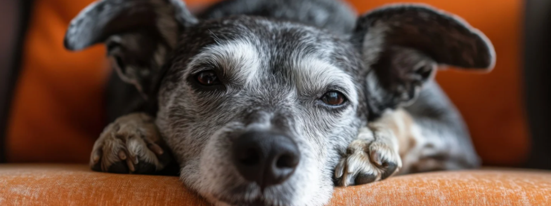 Senior Dog 