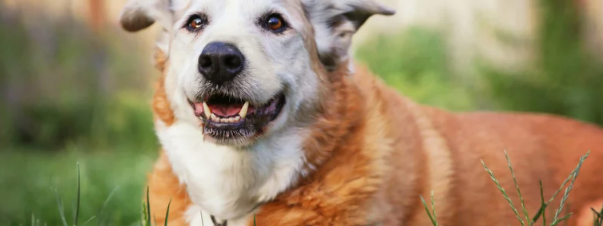 Senior Dog 