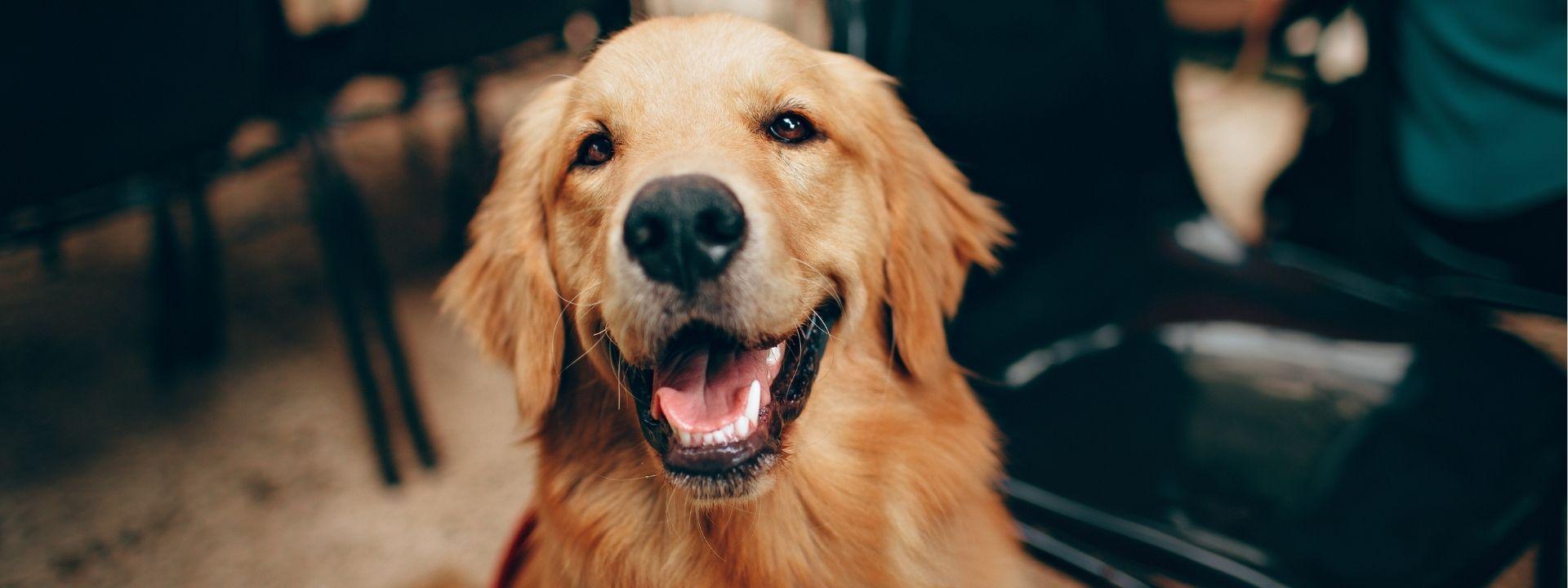 Dog smile 