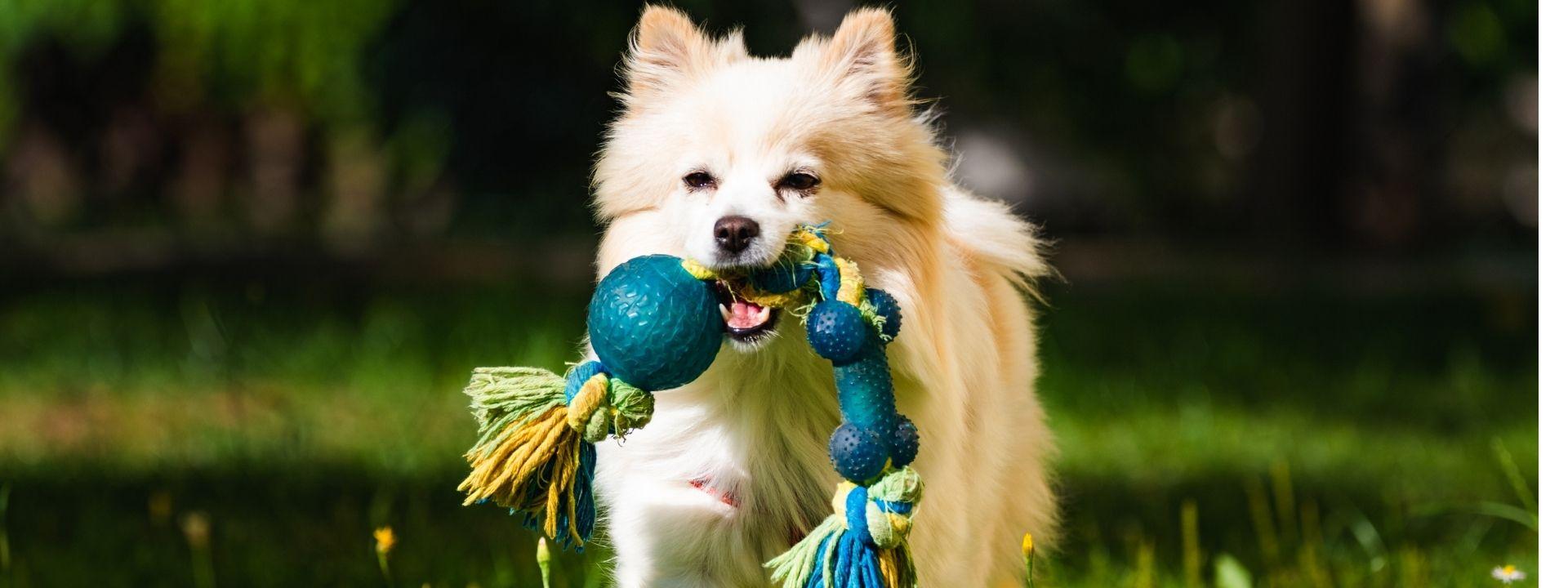 Dog with Toy
