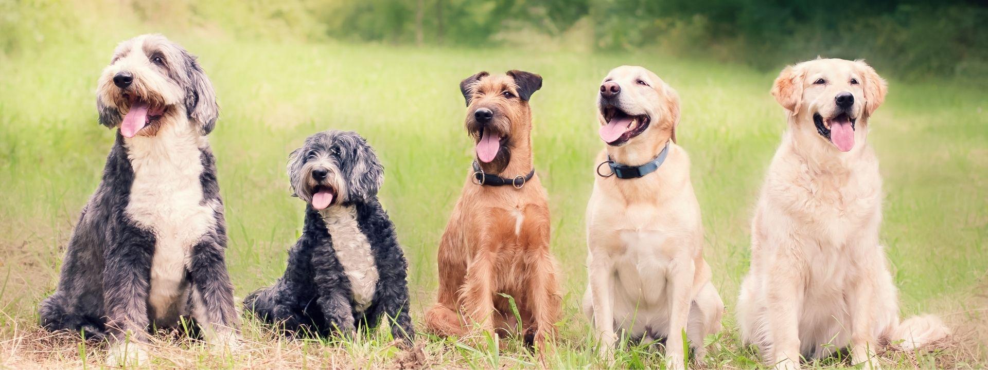Pack of dogs 