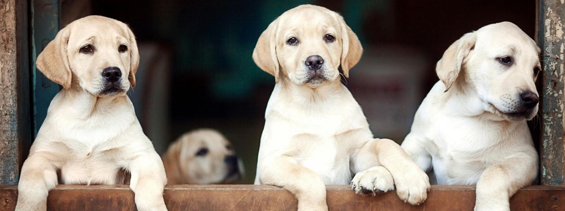 Lab Puppies 