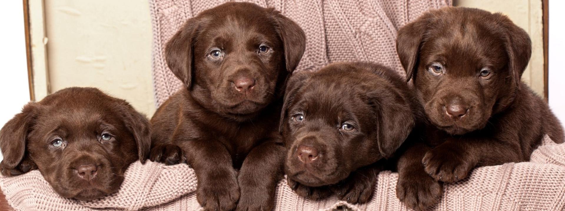 Lab Puppies