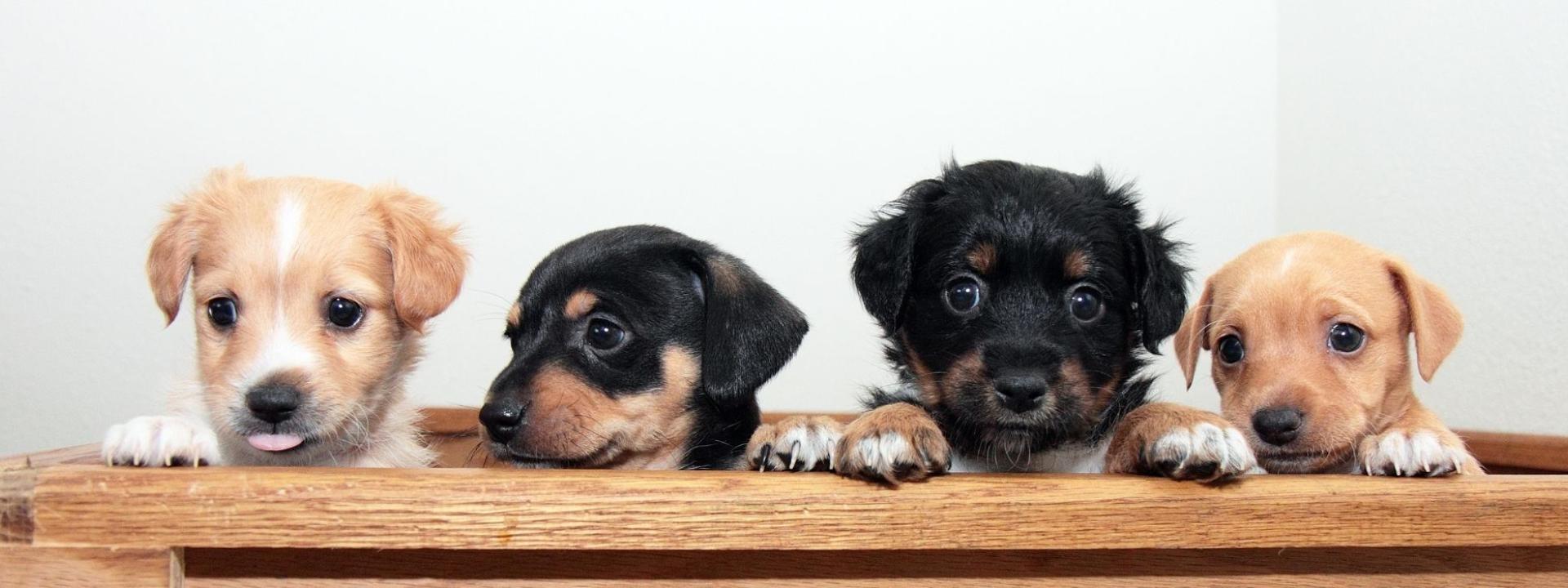 Mixed Puppies 
