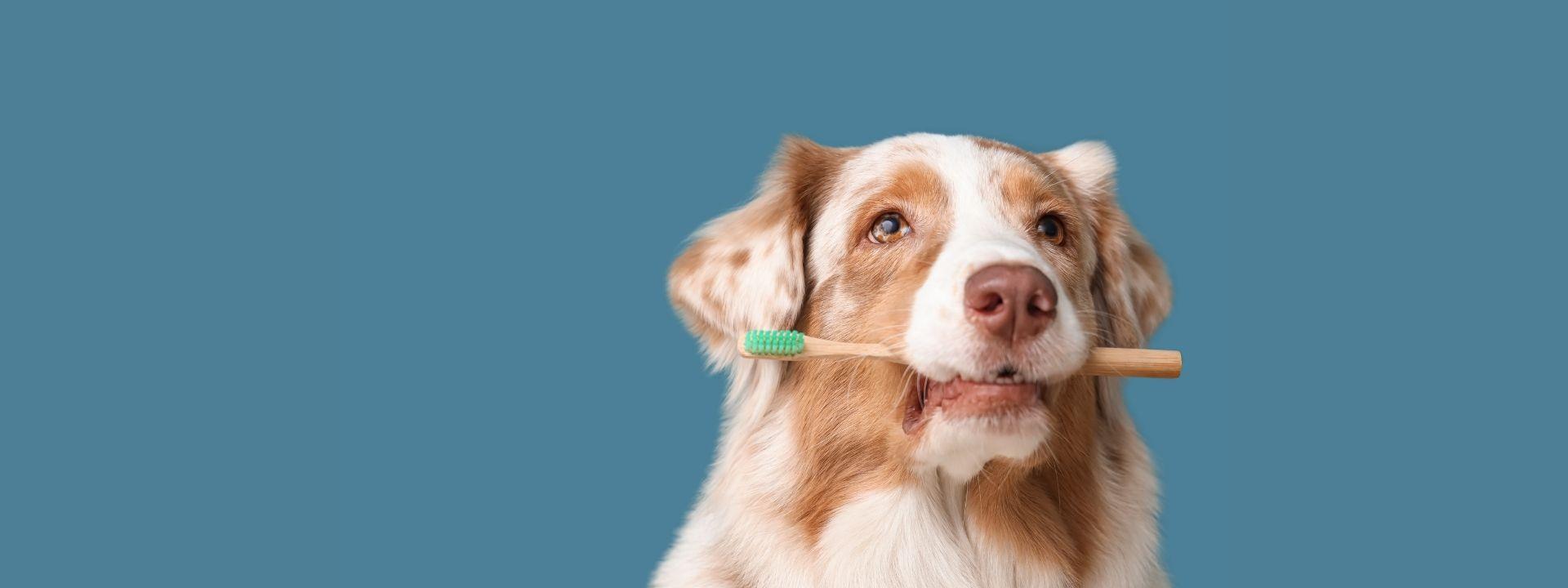 Dog Dental 