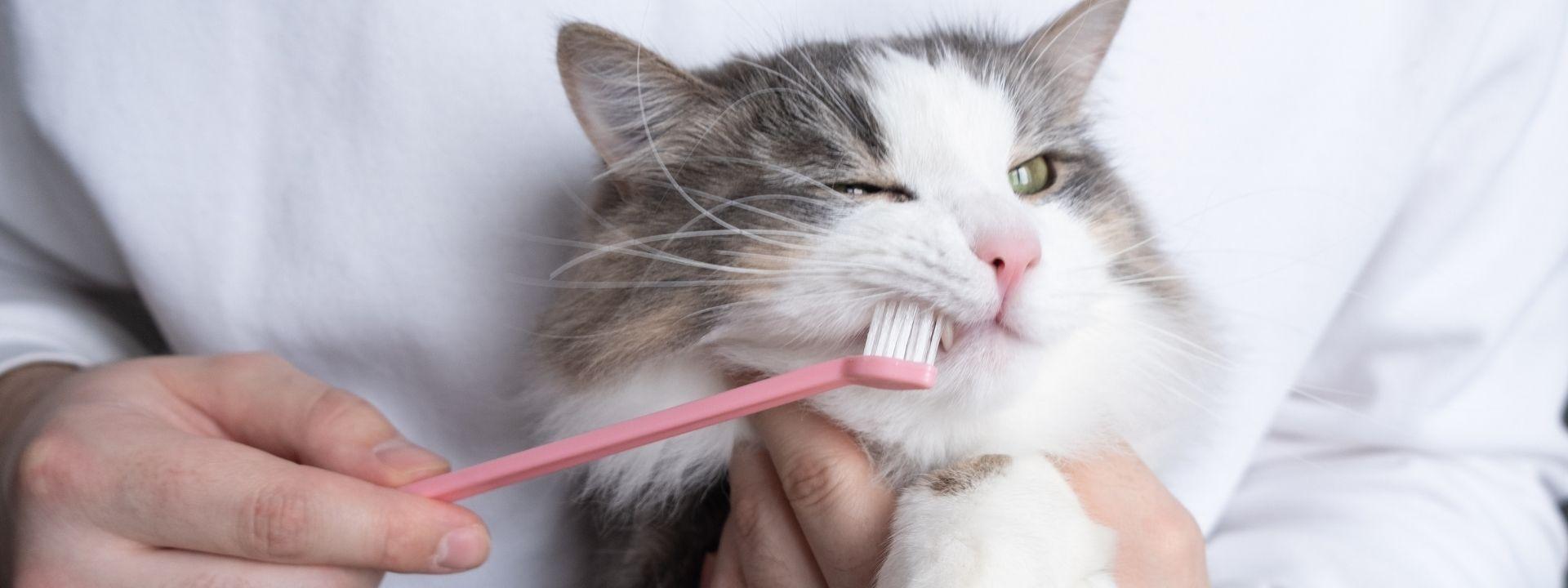 Cat Brushing teeth