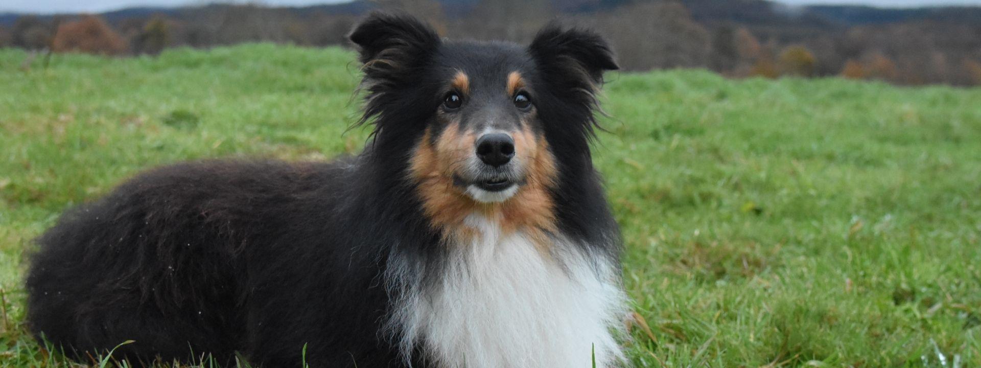 Dog Outside 