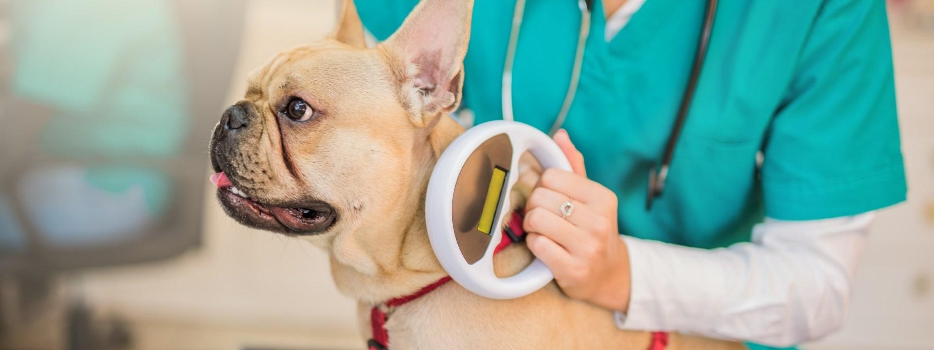 dog scanning 