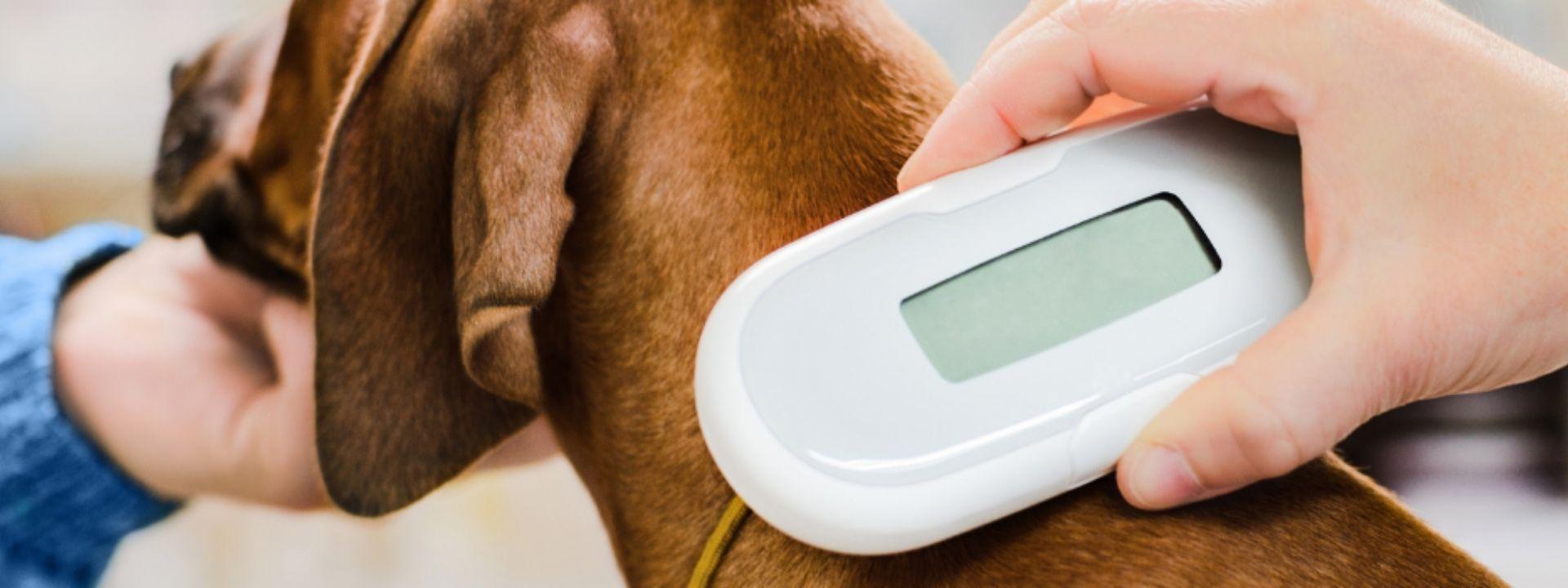 dog scanning 