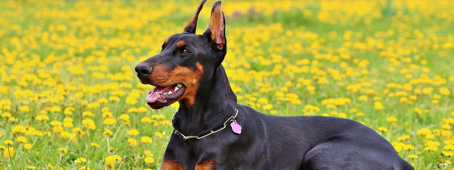 dog outside 