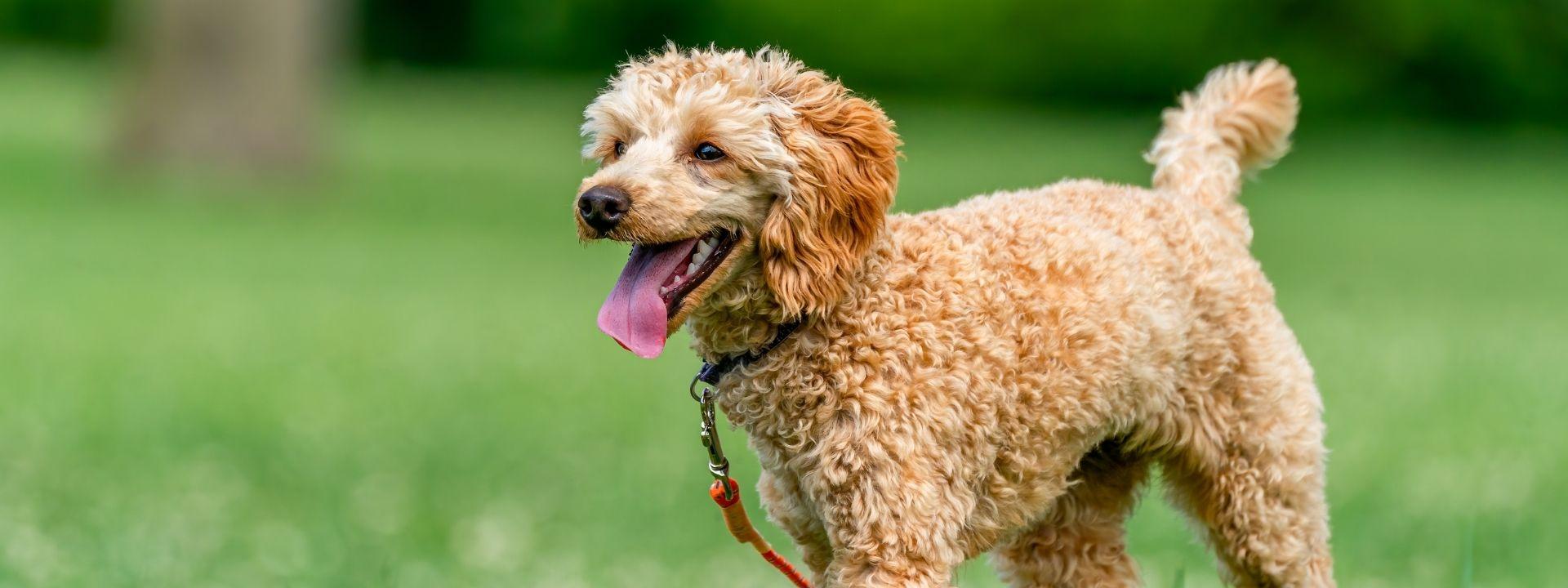 dog outside 