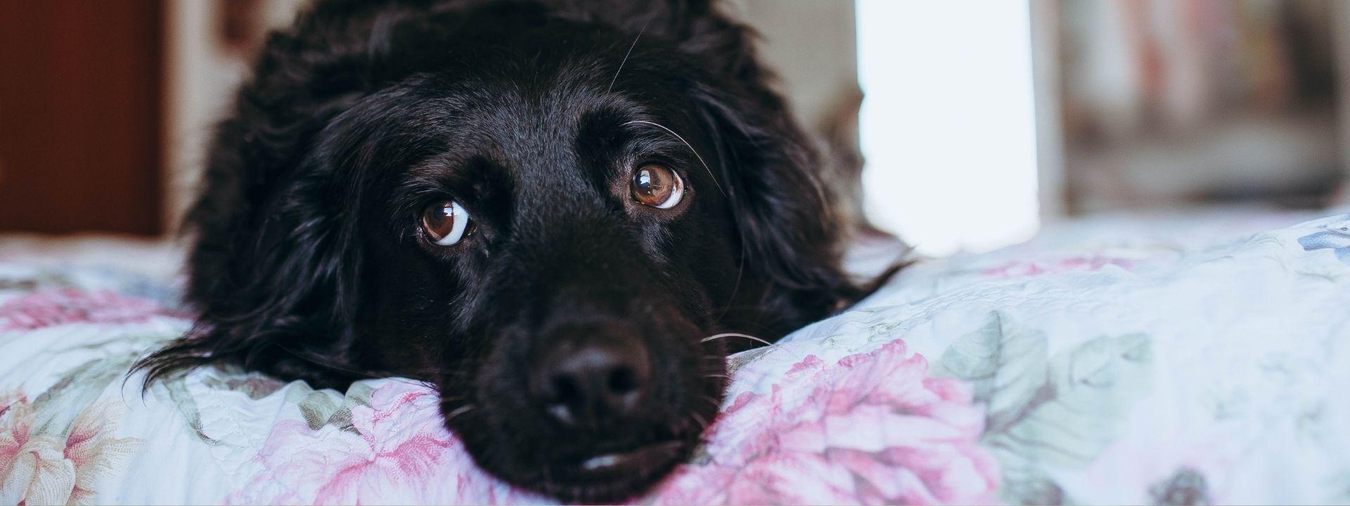black dog 