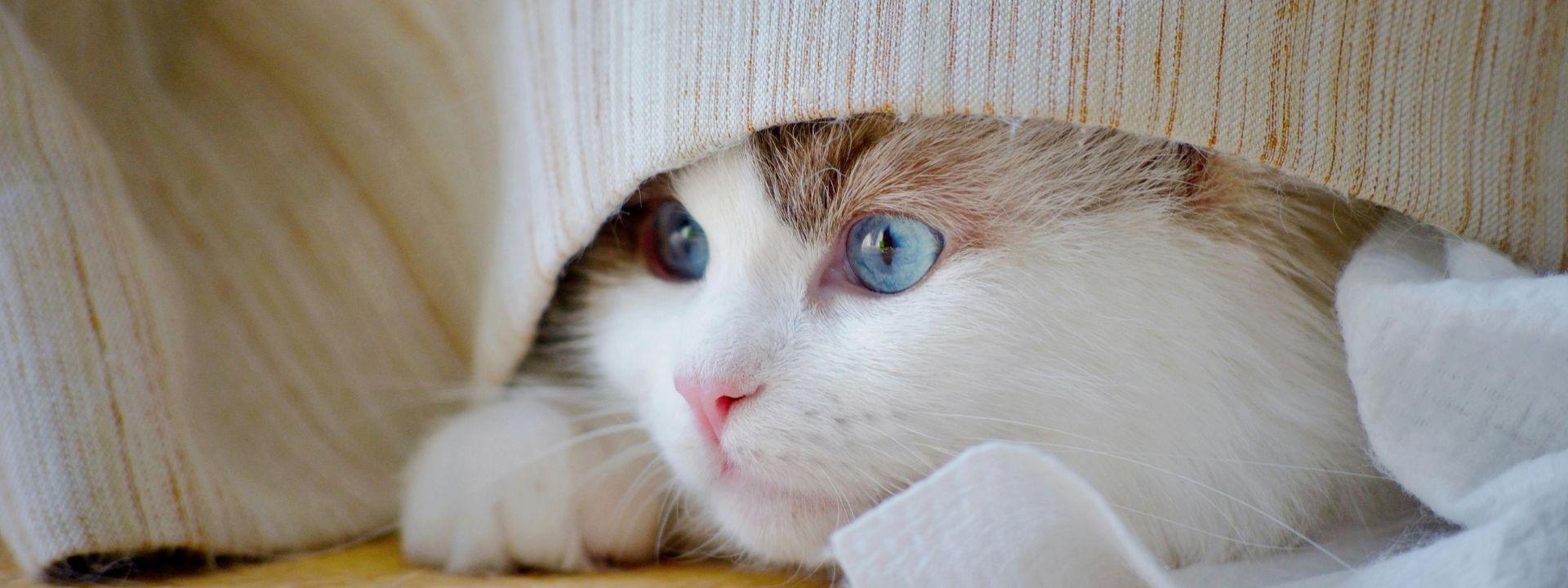 shy cat 