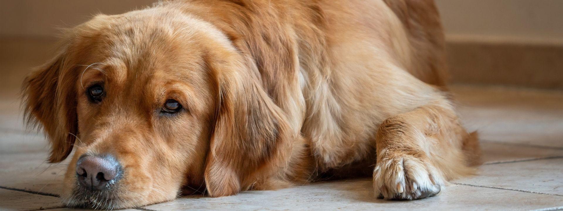 dog laying down 